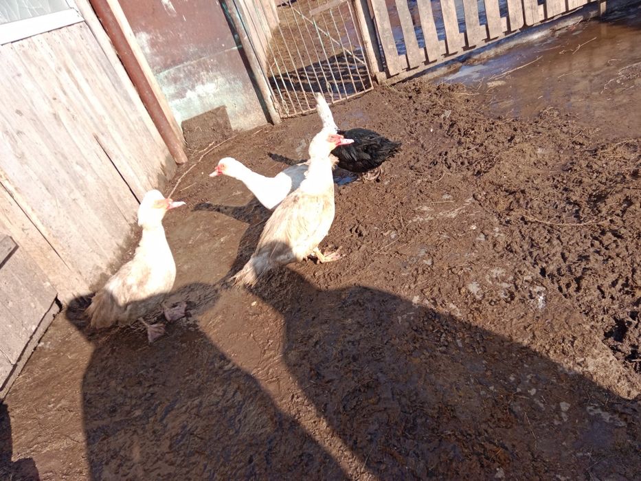 Продам индоутаков .