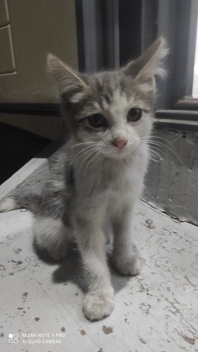 Отдам  котят в добрые руки