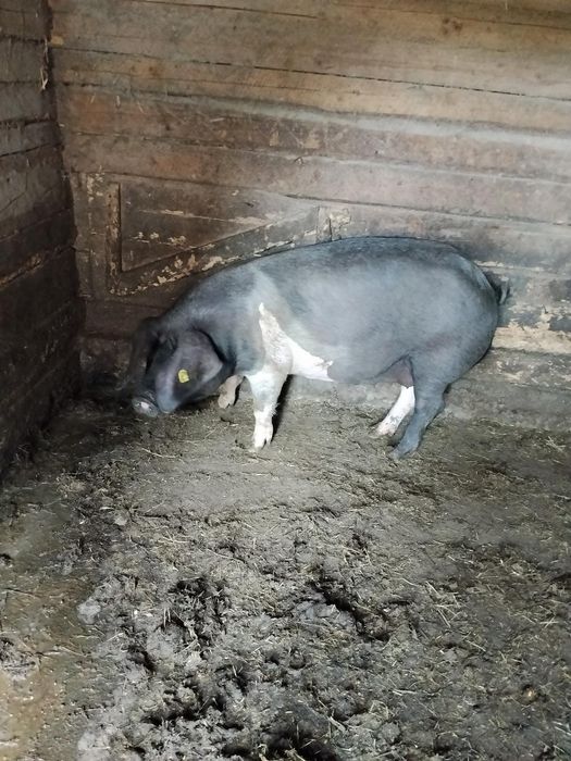 Vând grăsună la 15 lei kg