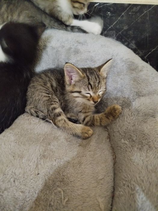 Котята БЕСПЛАТНО в добрые руки