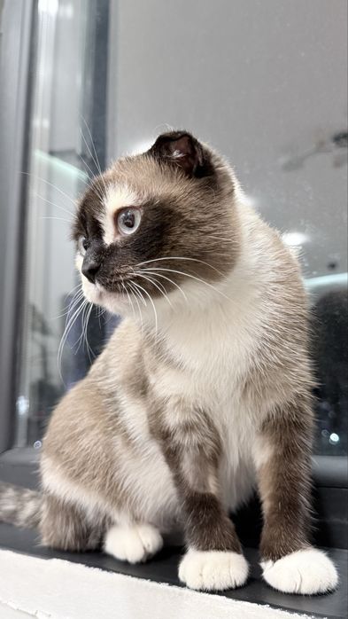 Кошка в добрые руки