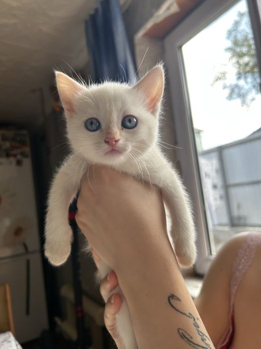 Кошечка  продается