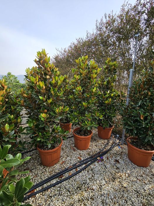 Magnolia grandiflora tufa și copac