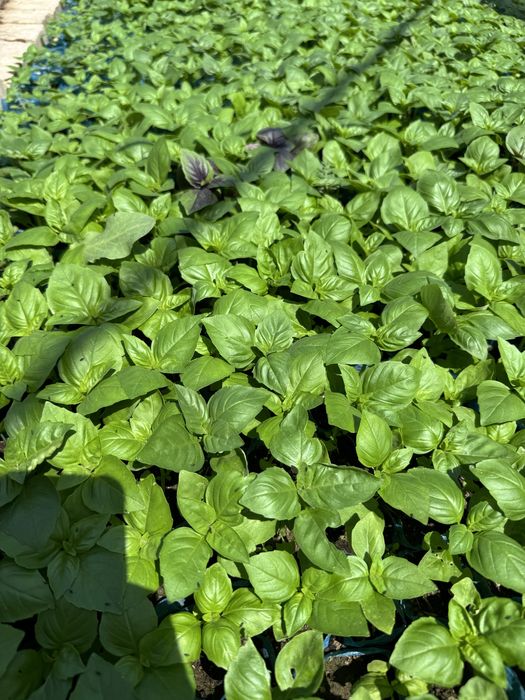 Rayxon ko’chatlari bor