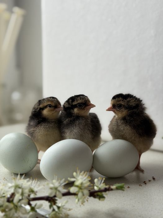 Суточные цыплята Легбар