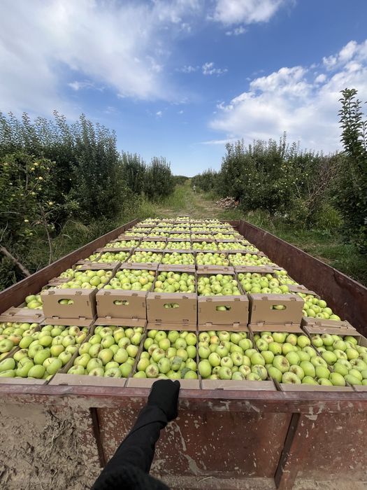 яблоко лимонка алма жаксы