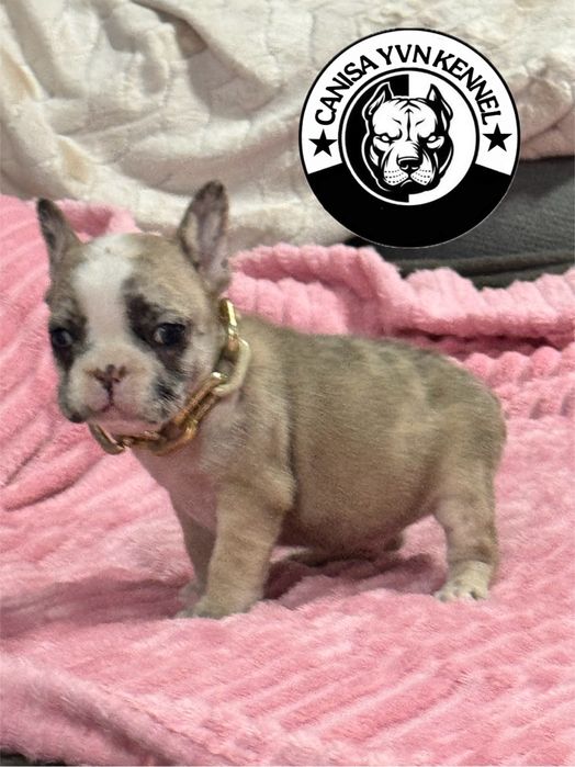 Mascul buldog francez lilac merle