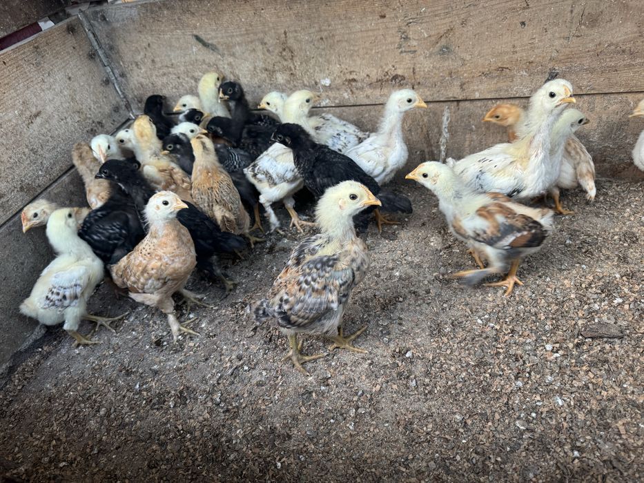 Pui de casa de vanzare