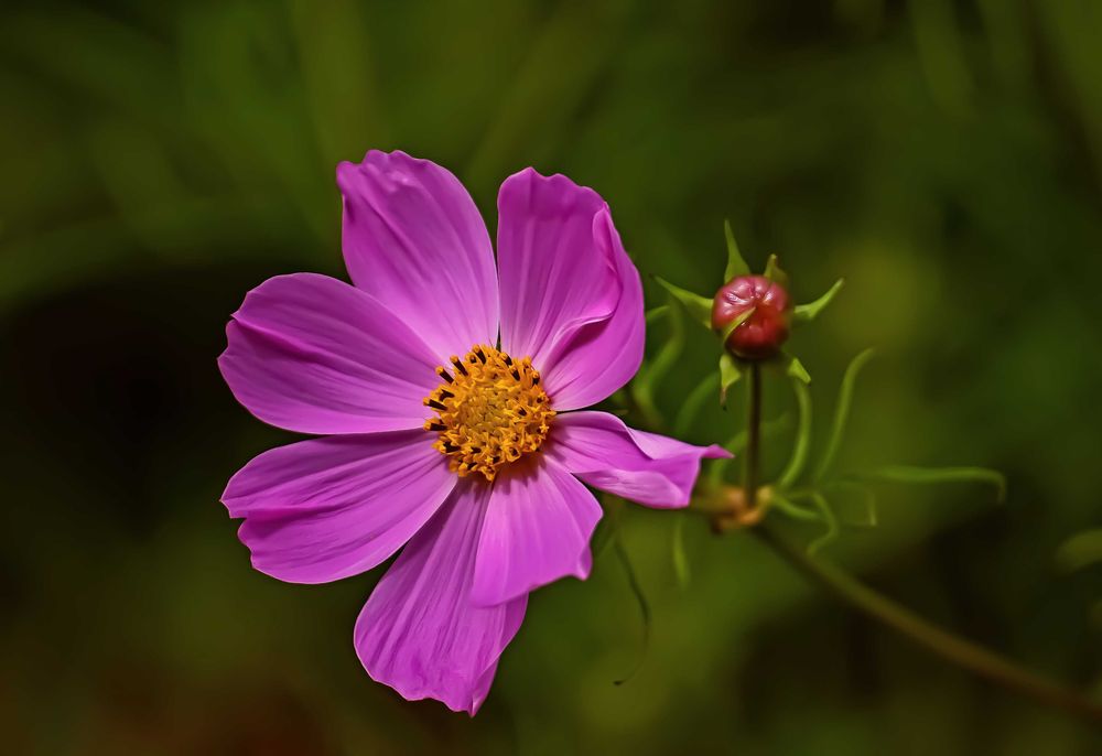 Pentax k-m + obiective