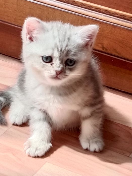 Британские  котята.