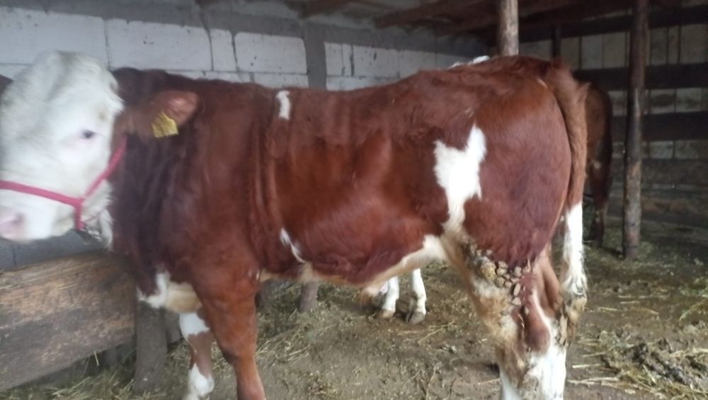 Vând taur original din montă