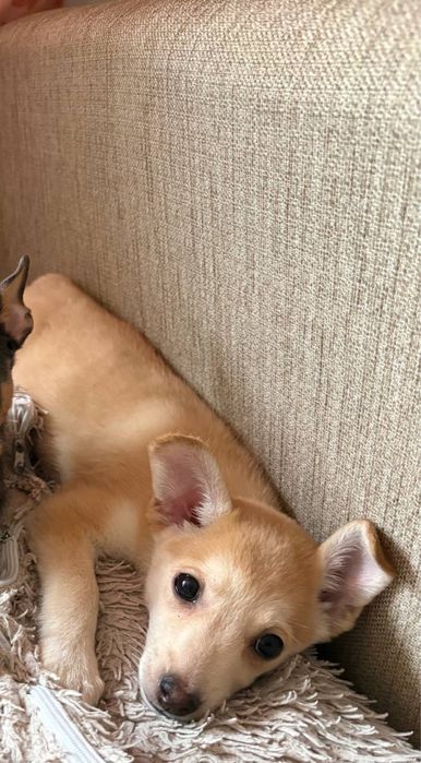 Отдам щенка хорошие руки