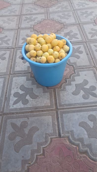продам яблочки уралка