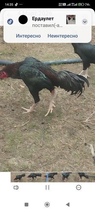 Сатлады срочна..