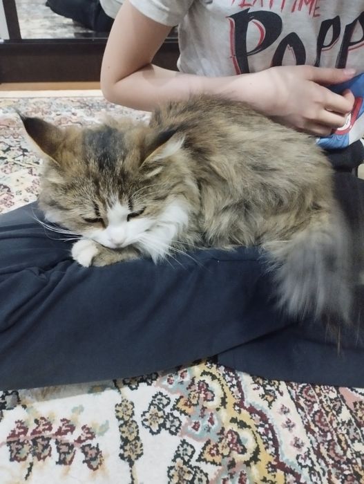 Пушистый котёнок