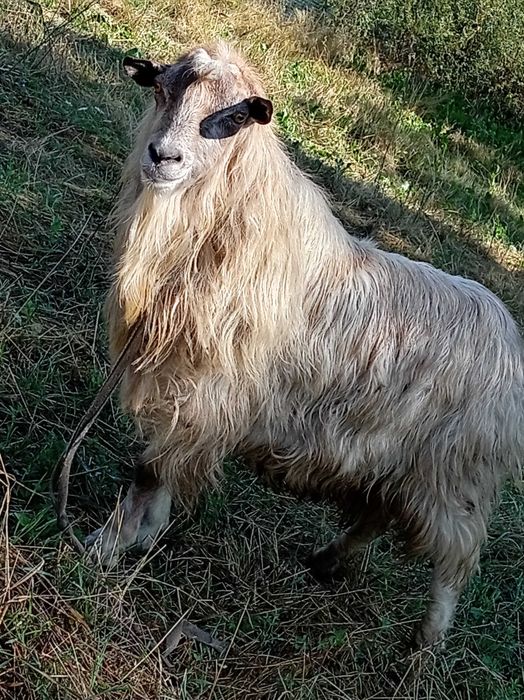 Vând Capra și țap