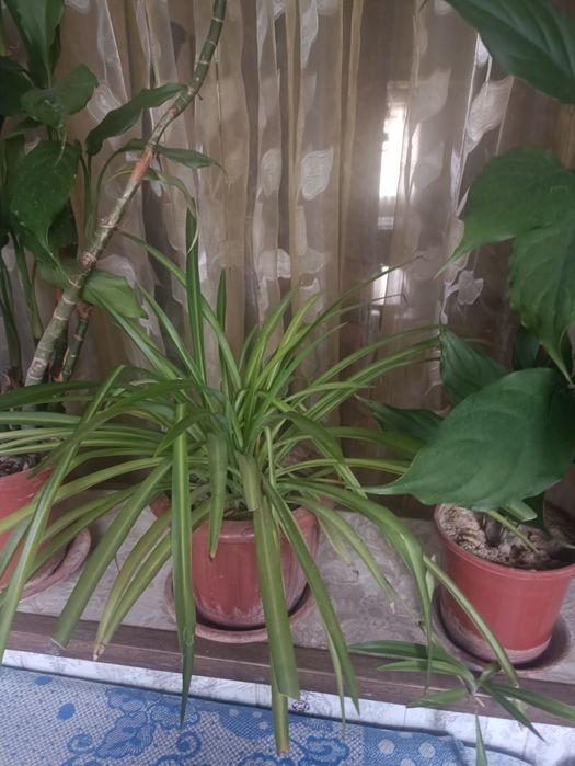 Продам  цветы в горшках