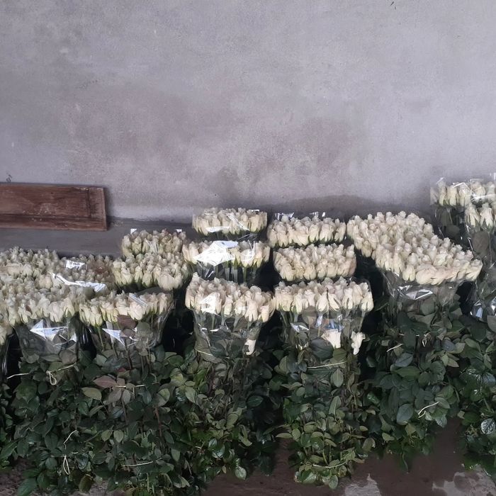 Atirgul biznesi bo'yicha ko'chatlla sotamiz