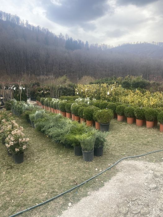 Pohotinia glob si plante