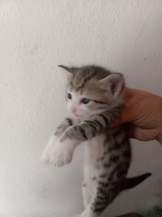 Отдам даром котят