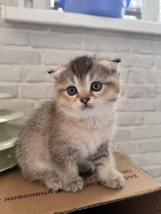 продается котенек