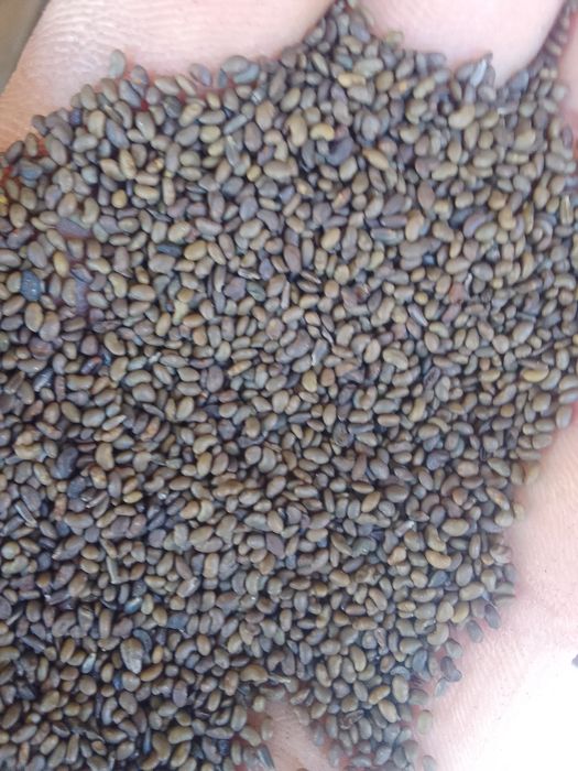 Семена люцерна Джеа