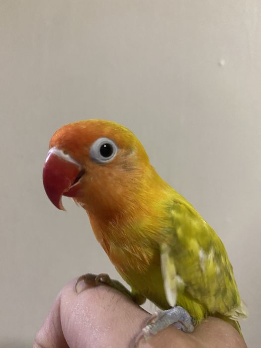 Papugay ruchnoy sotiladi