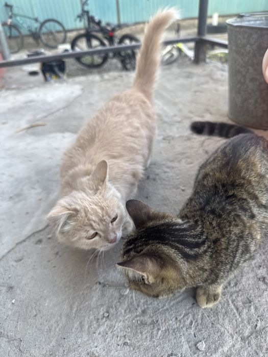 Отдам 2 кошки 1 пацан 1 девочка