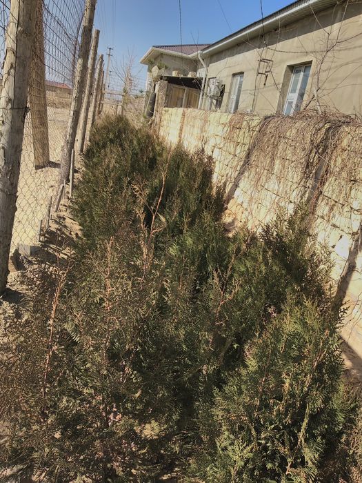 Хвойные растения и конский навоз