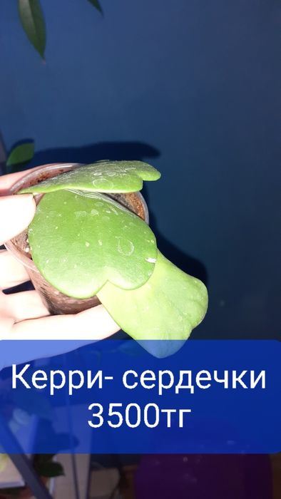 Хойи разных сортов  Цветы Растения