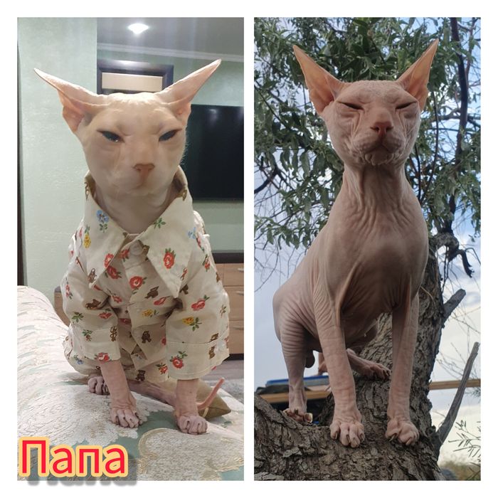 Канадский Сфинкс котята