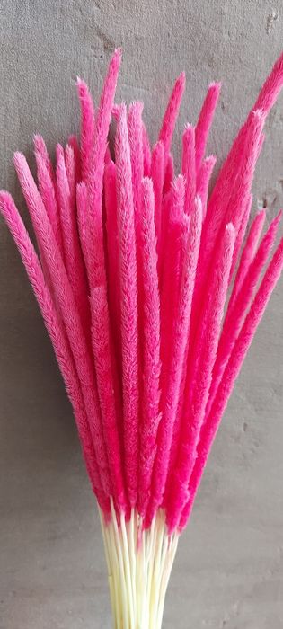 Колосья для интерьера. Сухоцветы.