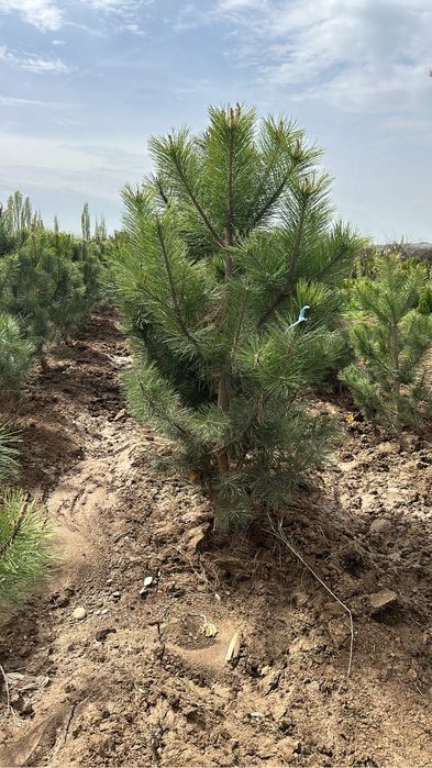 Автополив-газон, газон, посадка дерево, елки