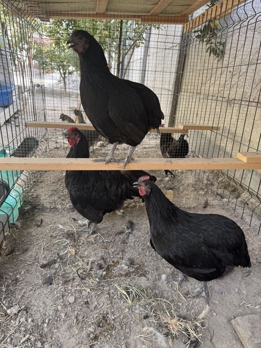 Товуклар сотилади 2макийон 1хороз жожа