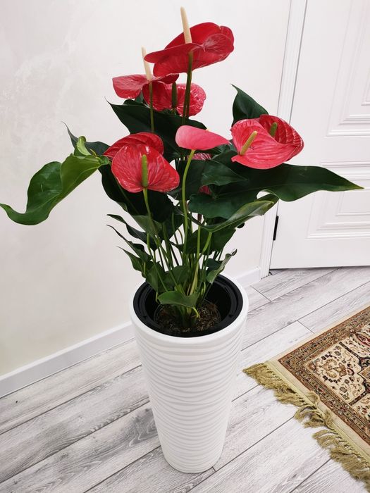 Комнатные растения, Доставка