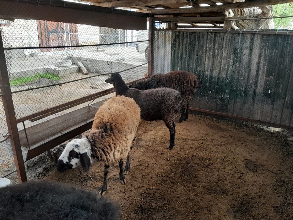 Quylar hamda quchqor sotiladi