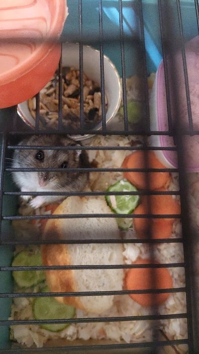 Джунгарские хомячки