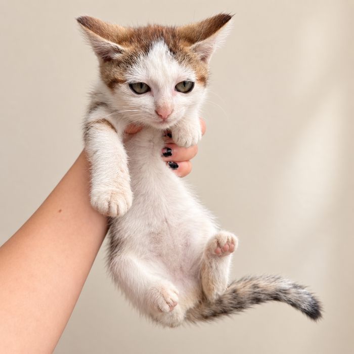 Отдам котят в добрые руки. Девочки