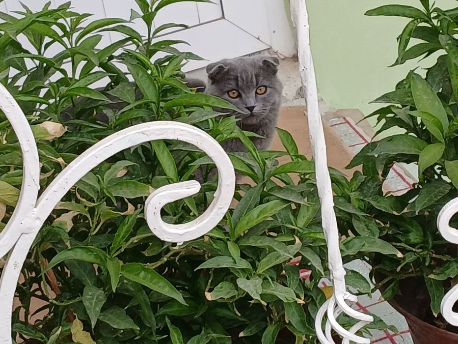 Skottish fold uy mushugi (erkak)