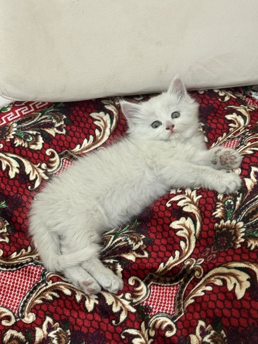 Котенок мальчик……….