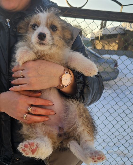 Отдам щенка в добрые руки