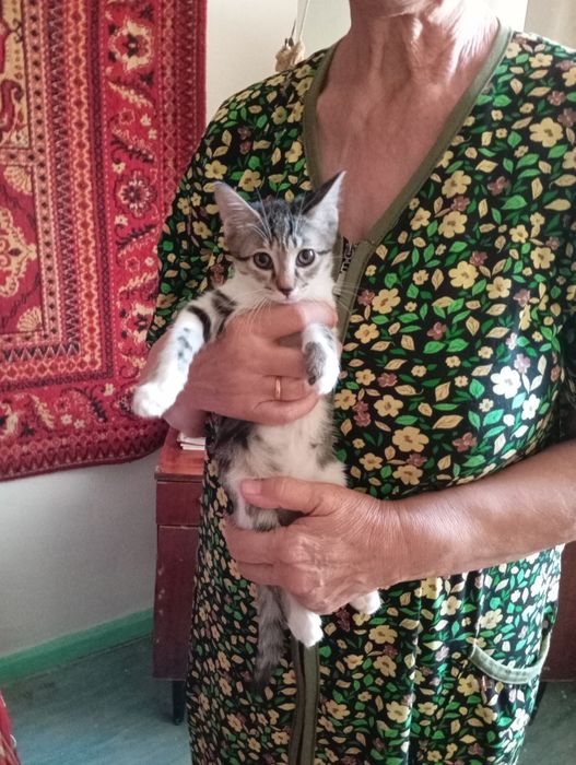 Отдам даром котят