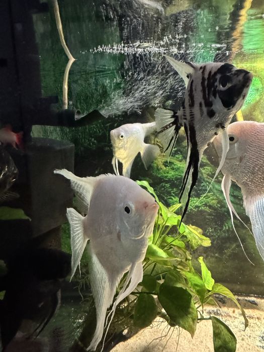 Acvariu  complet 200 l si acvariu 100 l