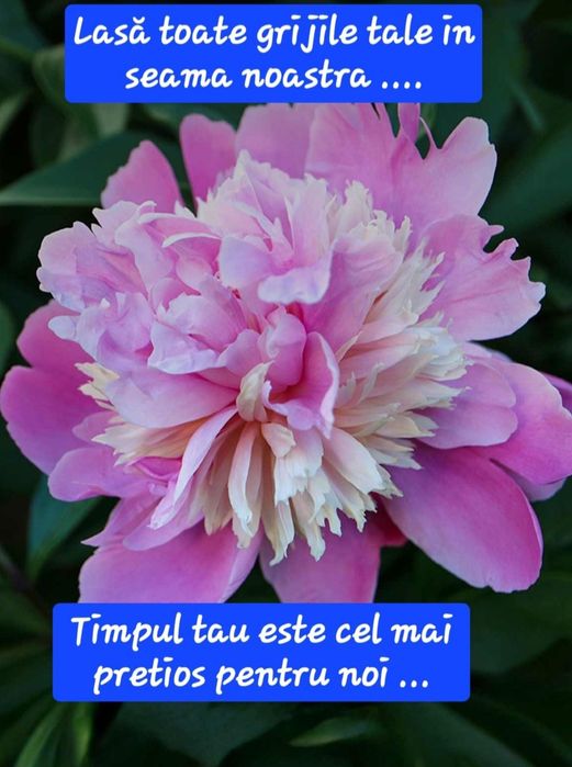 Organizare evenimente