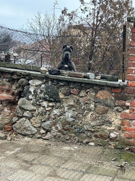 Кане Корсо на 3 години
