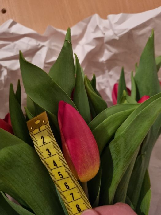 Тюльпаны по 700 тенге