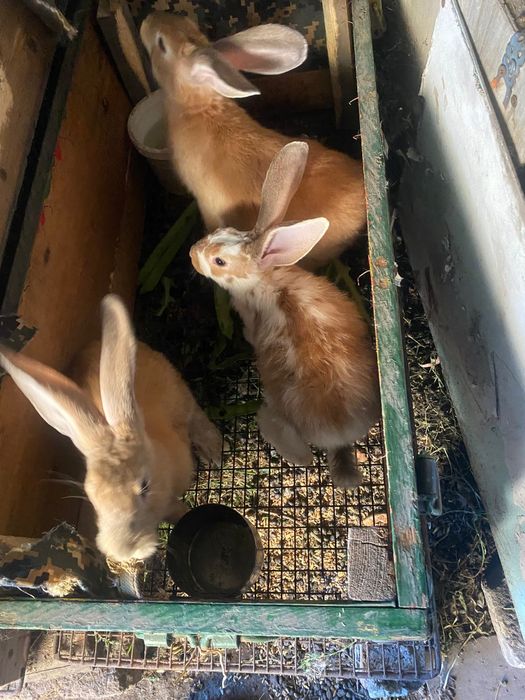 Продаю  кроликов.