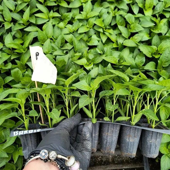 Răsăduri legume pentru angro