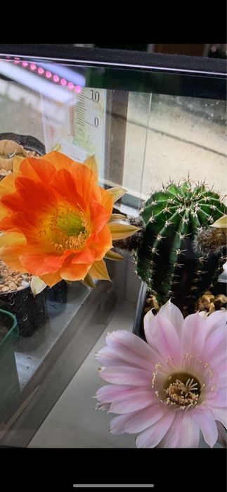 Кактусы , суккуленты