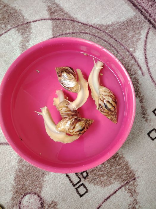 Улитка сатылады 4 еу